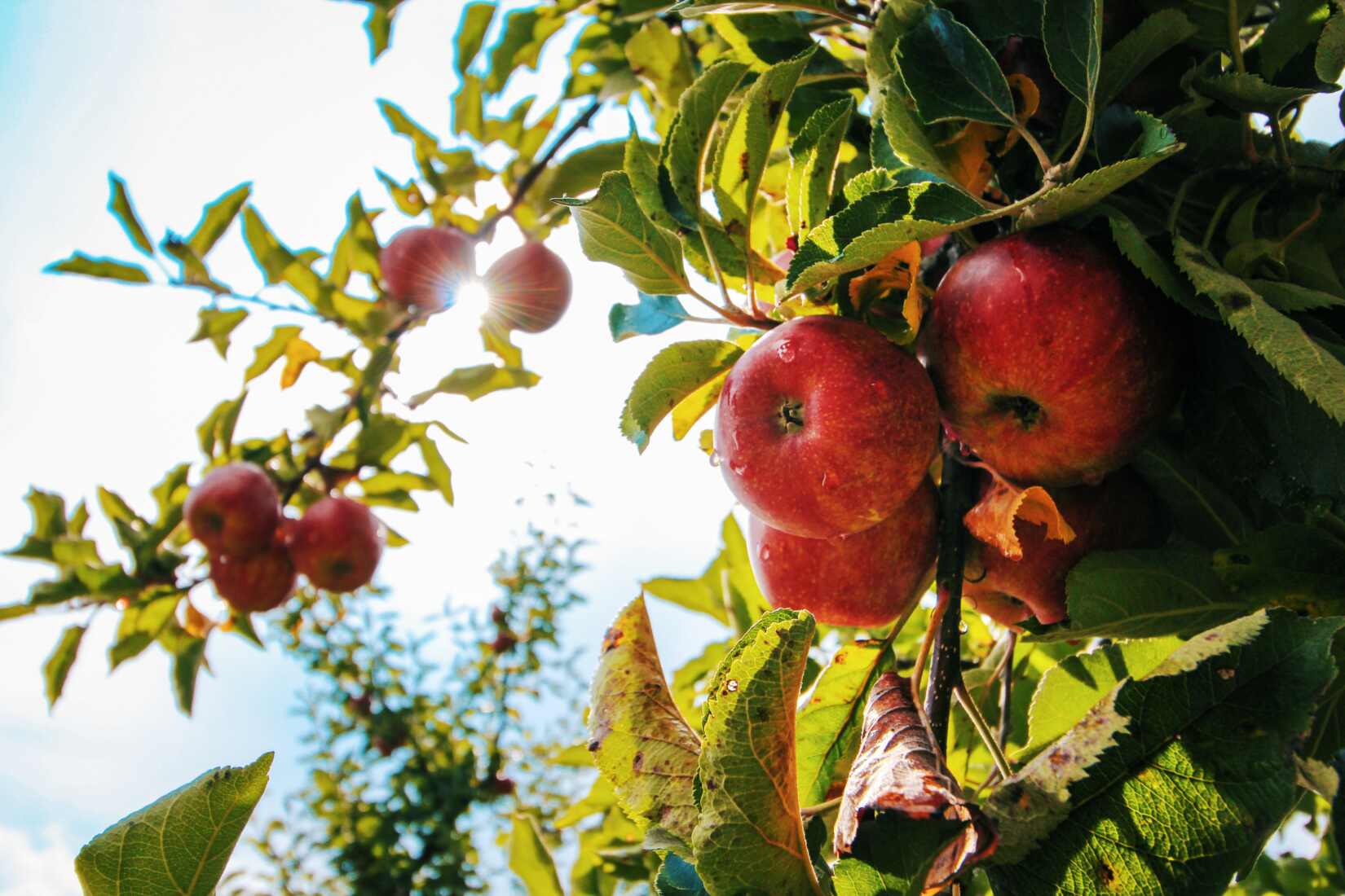 Minnesota apple orchard